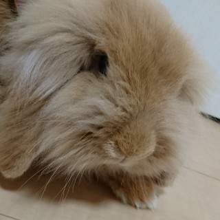 ホーランドロップイヤー