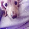 もちきなこ