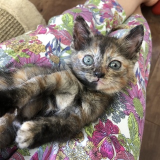 甘々人が大好きな可愛いサビちゃん1か月