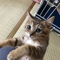 人懐こいチビッコ☆マロン色キジ男の子