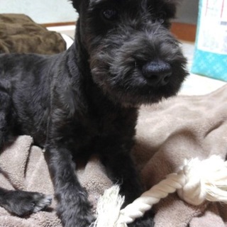 お願い致します