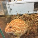 クランウェルツノガエル  アプリコット