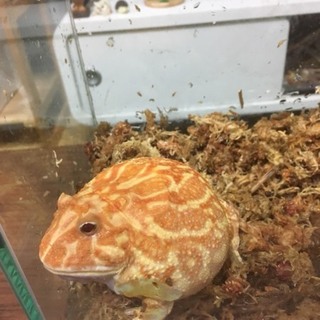 クランウェルツノガエル  アプリコット