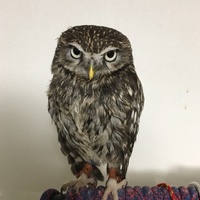 ミヤビ