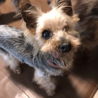 気比（けひ）ヨーキー♀　優しい子です