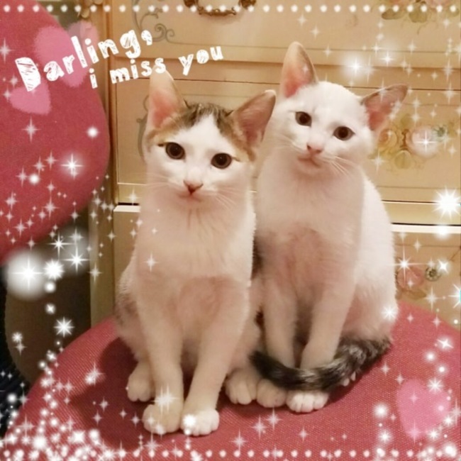 miikacatのカバー写真