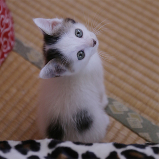 生後１ヶ月半前後、キュートな模様の白キジちゃん