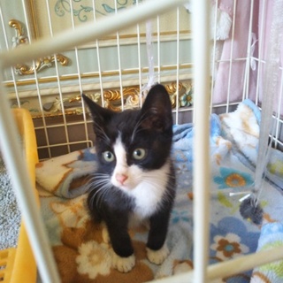 可愛いソックスくんです(*^^*)