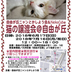 ねこの譲渡会@自由が丘
