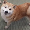 赤柴のシバちゃん♀推定５才 サムネイル3