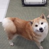 赤柴のシバちゃん♀推定５才 サムネイル4