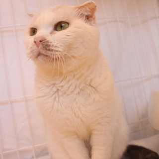 メイちゃん♀　推定8才