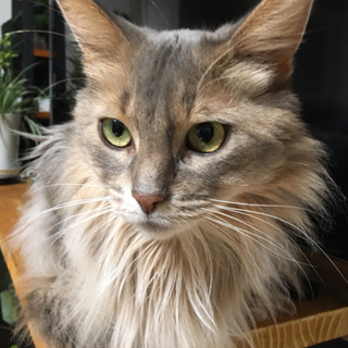 受付一時停止中。トライアル不成立後再募集予定。