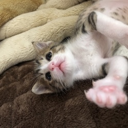 「我が家にきて20日経過」サムネイル3