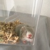 さあさん