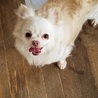 チワワのキャンディーちゃん♀推定５～６才 サムネイル2