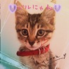 ＊べる＊