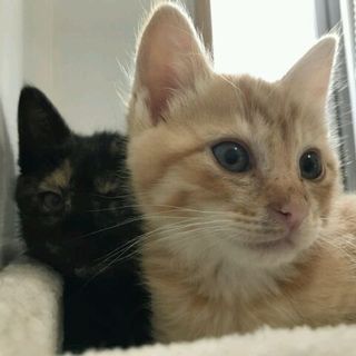 猫として生まれた命です、幸せにして下さい！