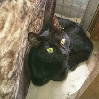 約6カ月　黒猫の女の子