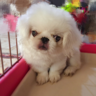 マイペースで温厚なペキニーズ