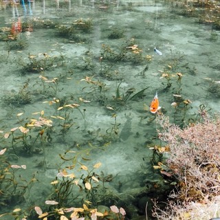 迷ってますが、うちより良い環境があれば