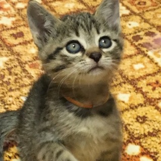 里親募集中 子猫ちゃん 4兄弟