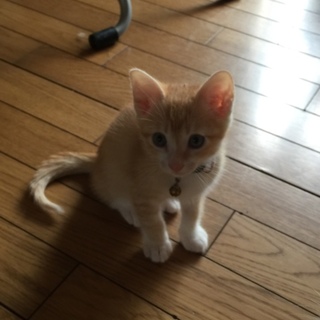 茶トラ兄弟1、可愛いですよ！