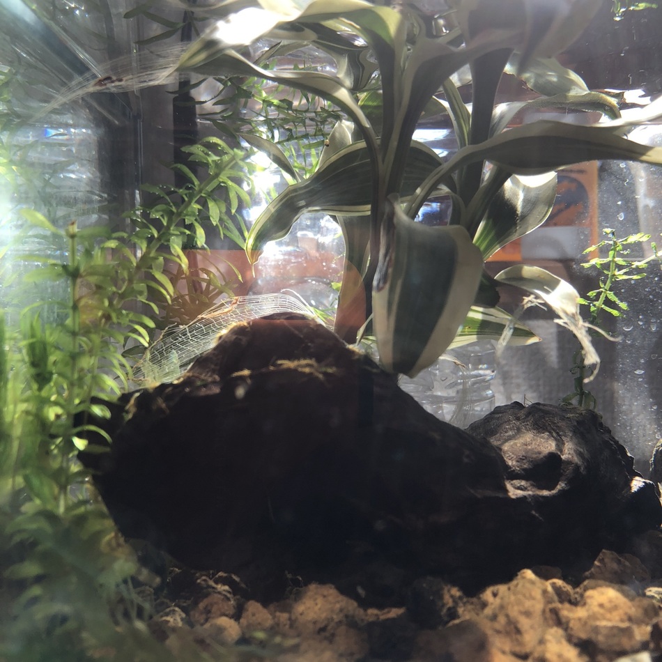 メダカのカバー写真