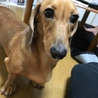 とんぬらさん