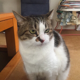 きれいな猫です