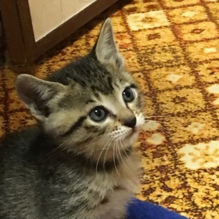 里親募集中 子猫ちゃん 4兄弟