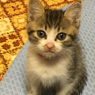 里親募集中 子猫ちゃん 4兄弟