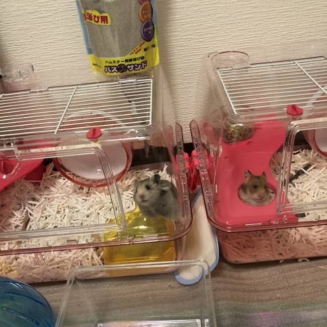 モンタモモのカバー写真