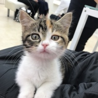 ルル