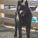 純血甲斐犬３
