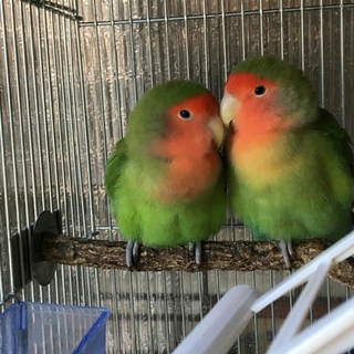 コザクラインコペア