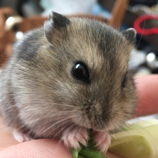 ジャンガリアン ゴールデンハムスター 里親募集