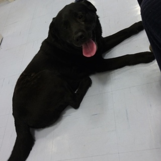 黒ラブ8歳～10歳くらいのおとなしい男の子