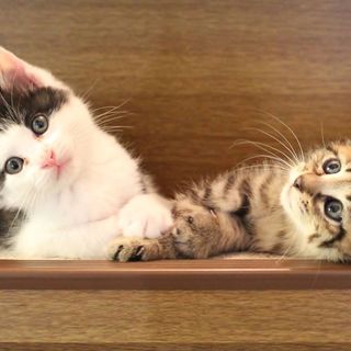 仲の良い兄弟子猫です