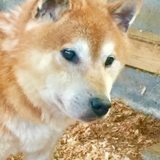 柴犬男の子桃太郎くん