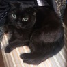 ぼん