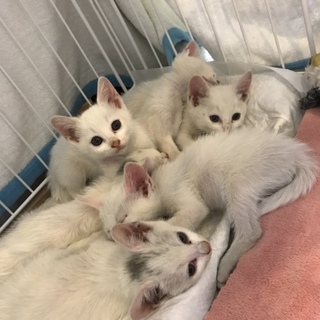 野良猫の子供を保護しました