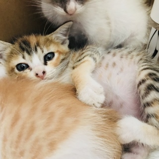 ★ホームステイ可★三毛メス【保護子猫】