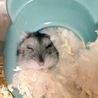 チビもえ