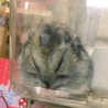 いつも端っこで丸くなって寝てたポプちゃん☺️