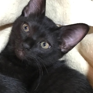 ホームステイ可★黒子猫