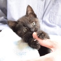生後1ヶ月か2ヶ月ほどの黒猫ちゃんの里親募集です。