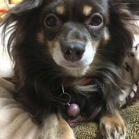 チョコ