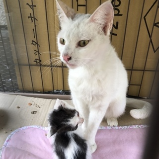 急募！里親さん募集です！