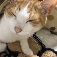 ミミ
